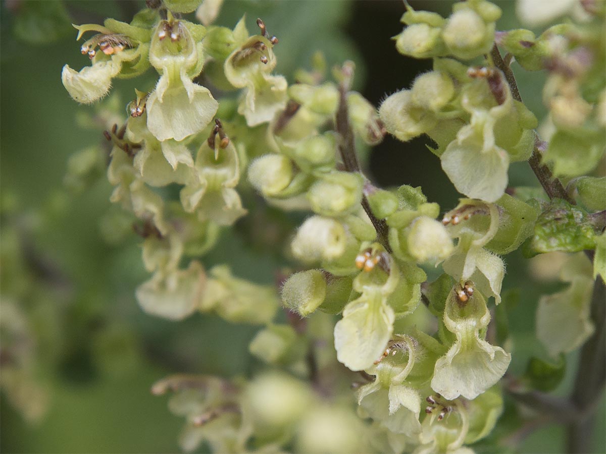 Teucrium scorodonia